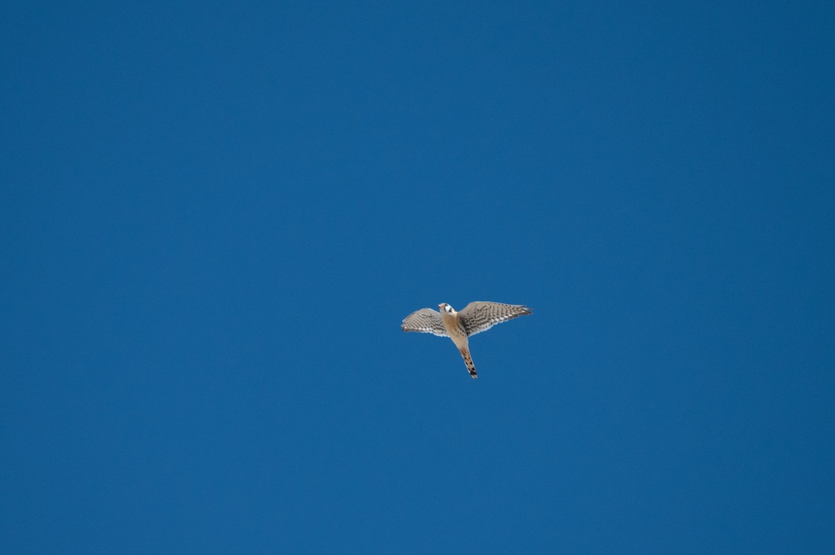 spurvefalk - ML632773806