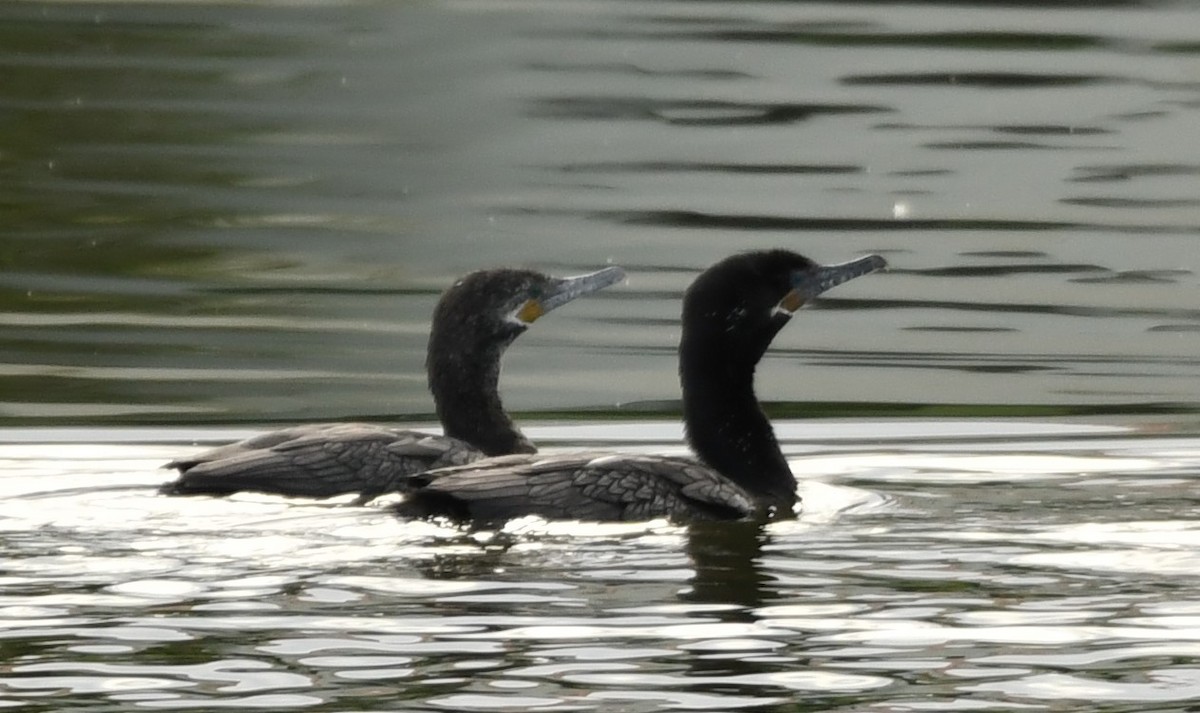 Neotropic Cormorant - ML632773876