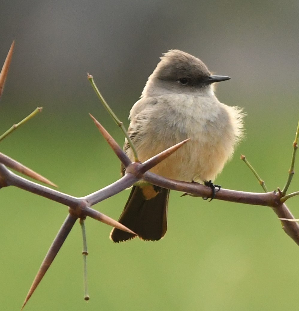 Say's Phoebe - ML632773910