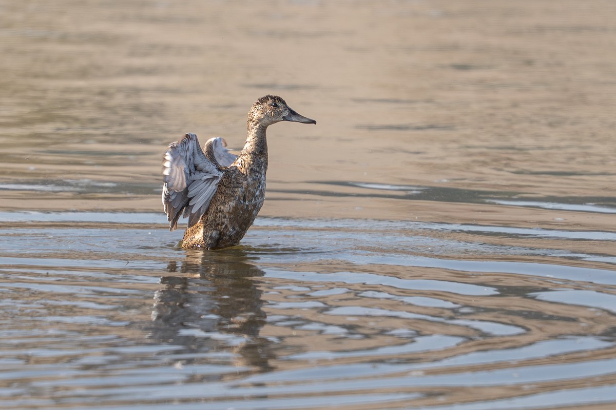 Black-headed Duck - ML632773949