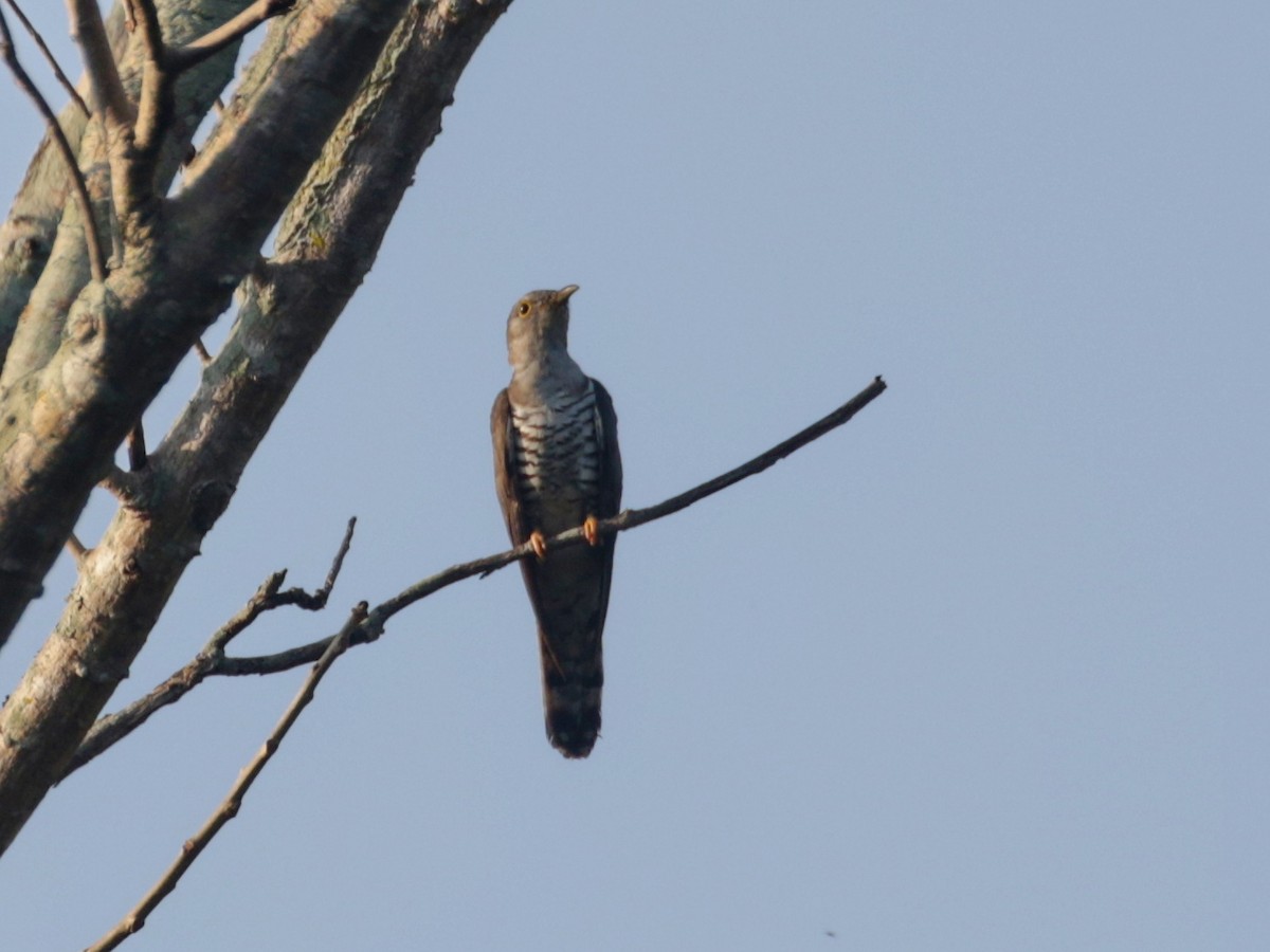 Indian Cuckoo - ML632773951
