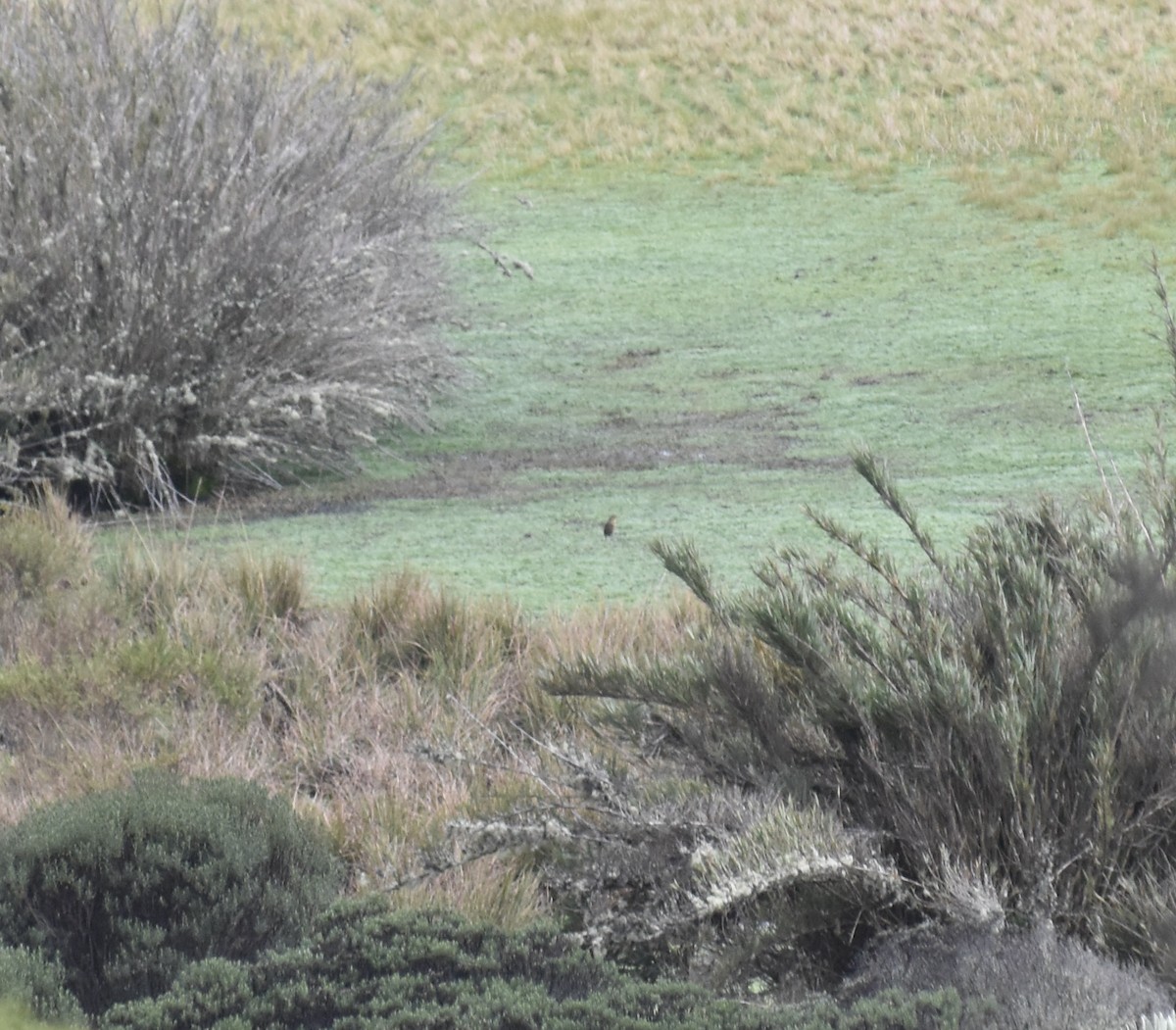 Boyaca Antpitta - ML632774109