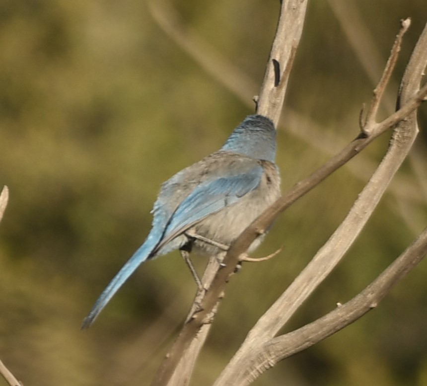 Woodhouse's Scrub-Jay - ML632774132