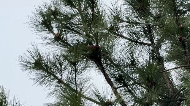 White-headed Woodpecker - ML632774134
