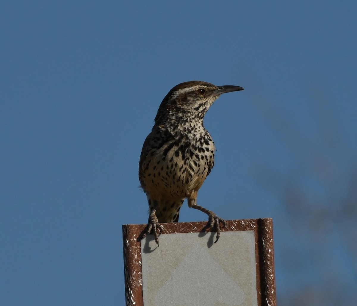 Cactus Wren - ML632774140