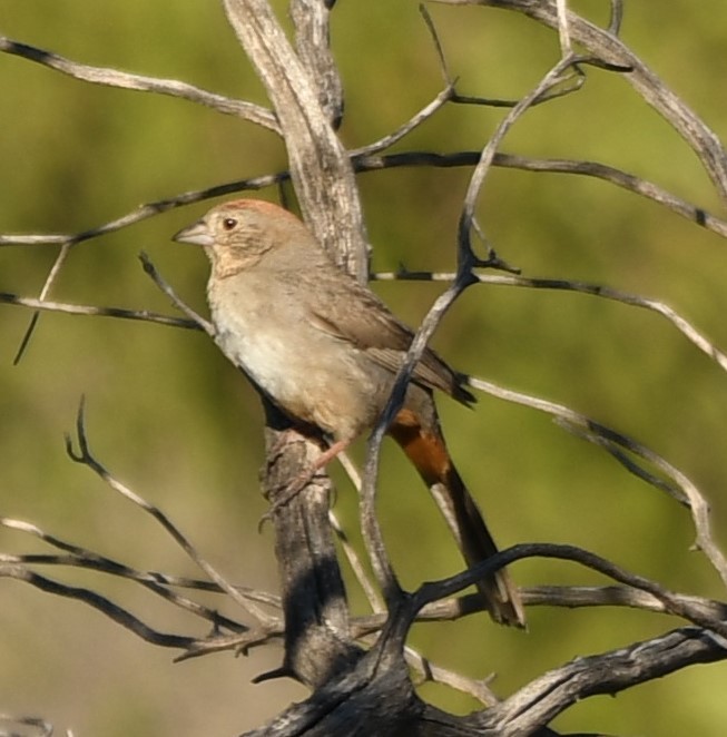 Canyon Towhee - ML632774161