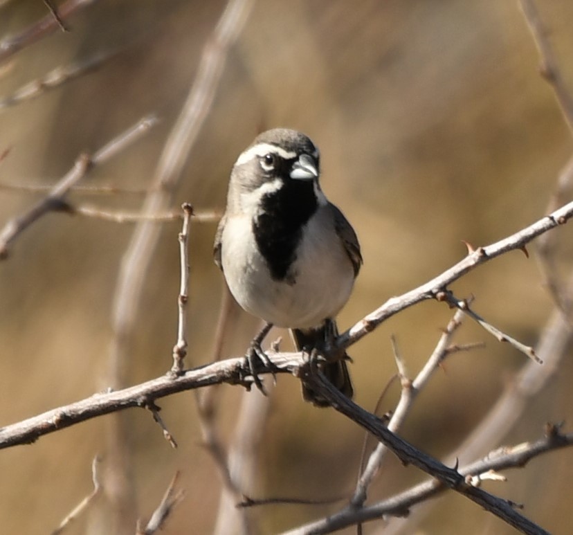 Black-throated Sparrow - ML632774172