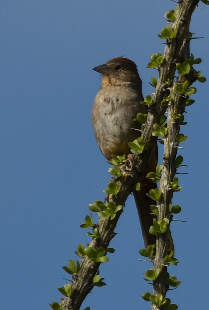Canyon Towhee - ML632774180