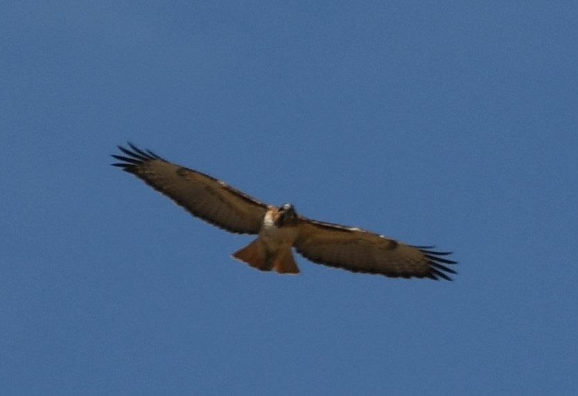 Red-tailed Hawk - ML632774190