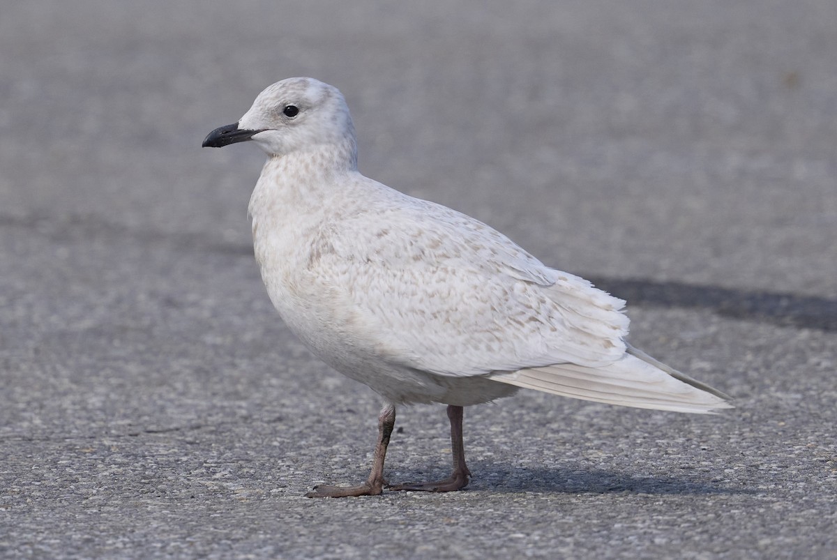 Gaviota Groenlandesa (kumlieni) - ML632774197