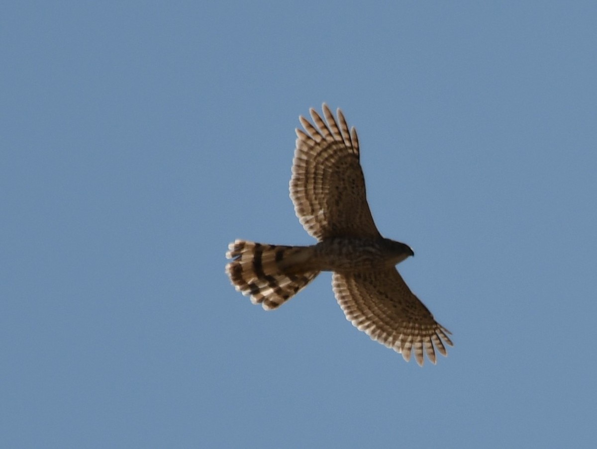 Cooper's Hawk - ML632774206