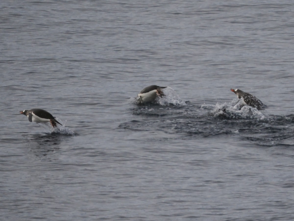 Gentoo Penguin - ML632774207