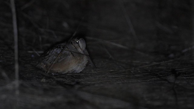 American Woodcock - ML632774208