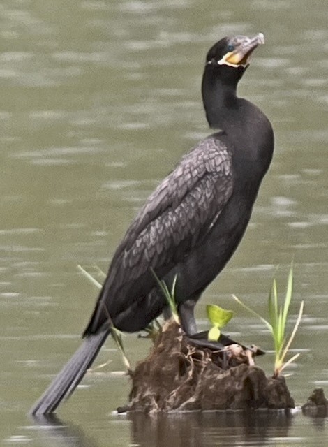Cormorán Biguá - ML632774359