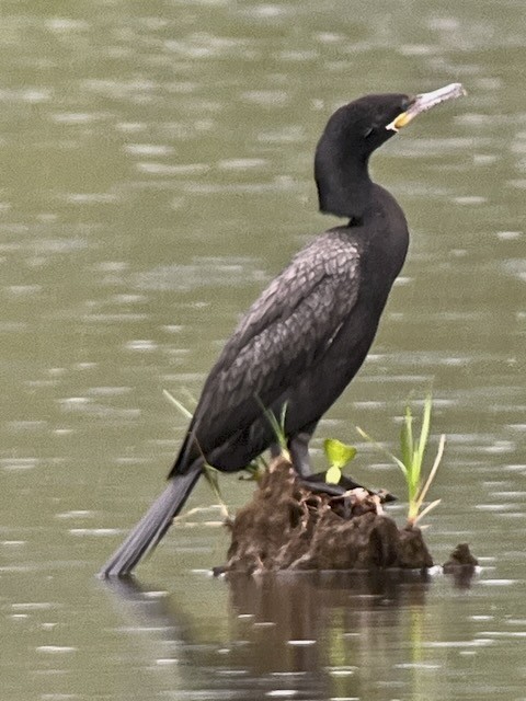 Cormorán Biguá - ML632774360