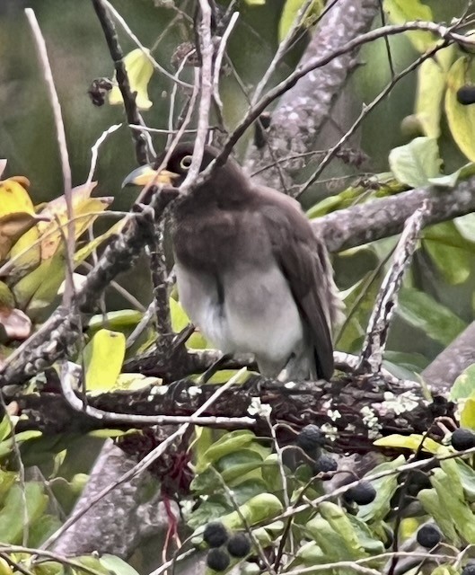 Chara Papán - ML632774408