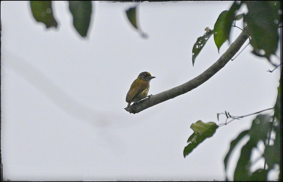 Bar-breasted Piculet - ML632774842