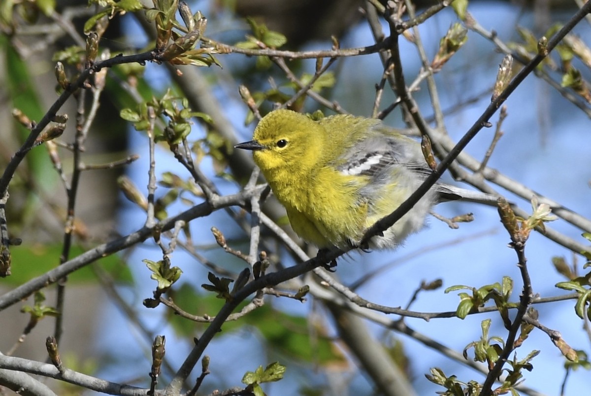 Pine Warbler - ML632774949
