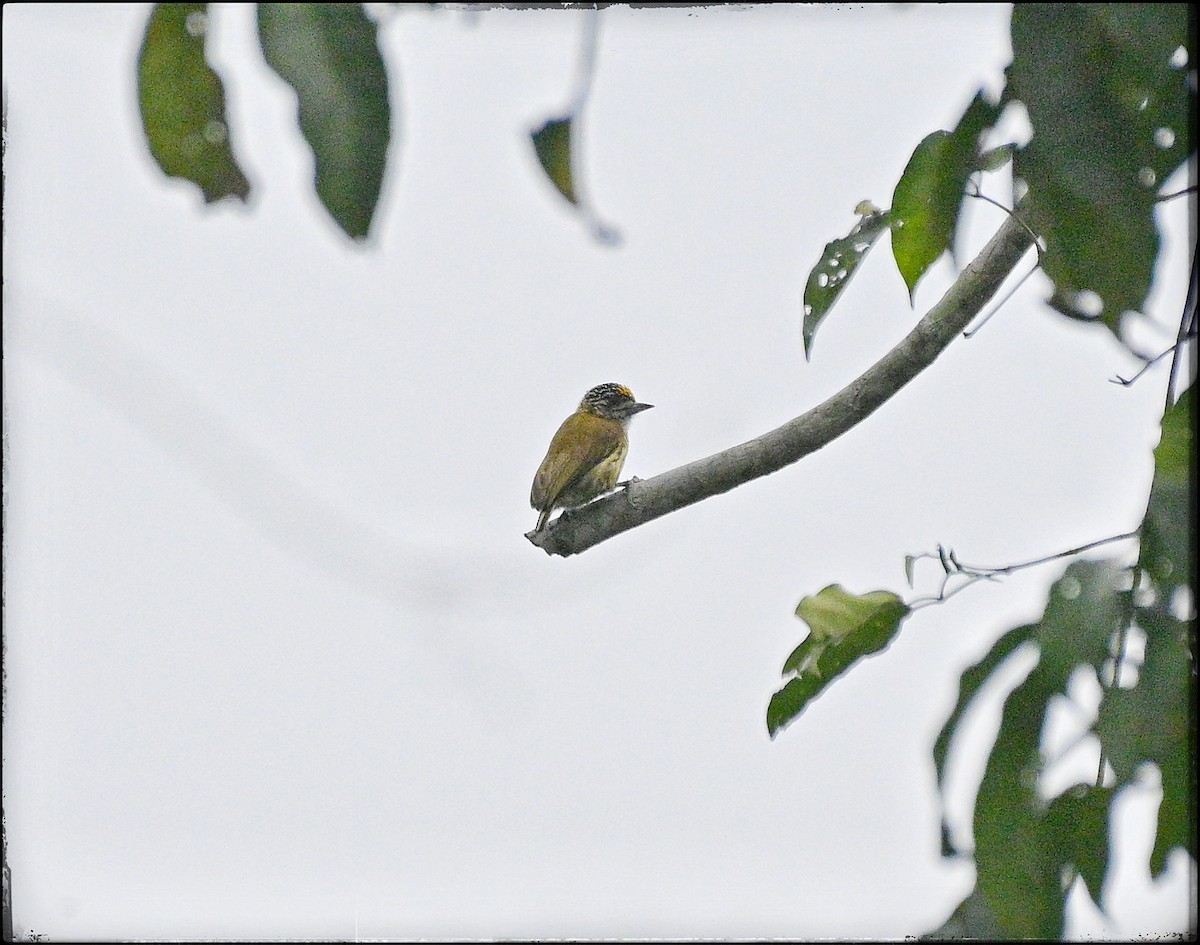 Bar-breasted Piculet - ML632774981