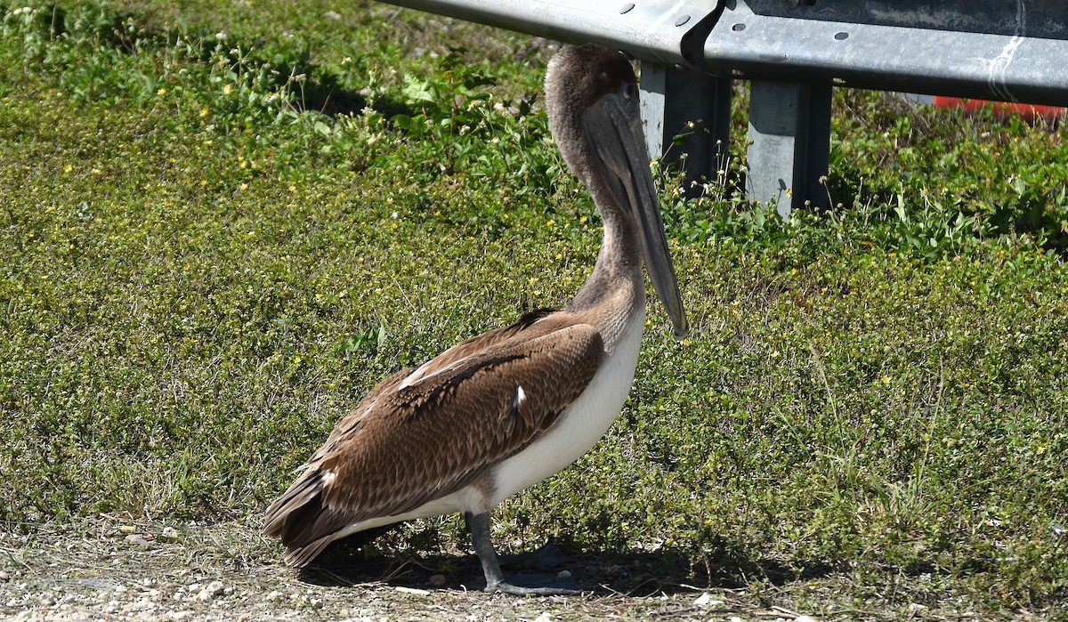 Brown Pelican - ML632775128