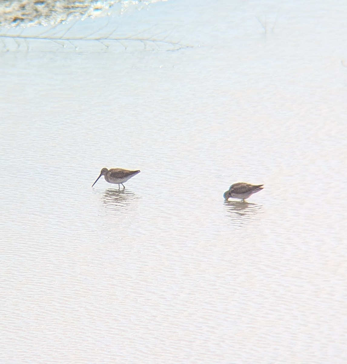 Long-billed Dowitcher - ML632775173