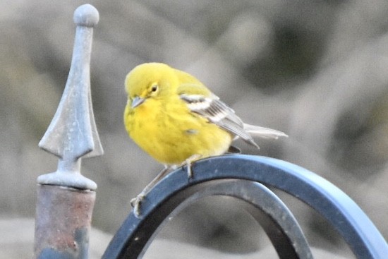 Pine Warbler - ML632775192