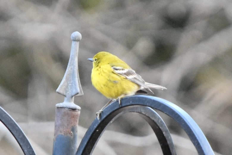 Pine Warbler - ML632775194