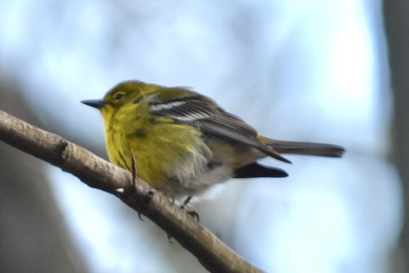 Pine Warbler - ML632775195