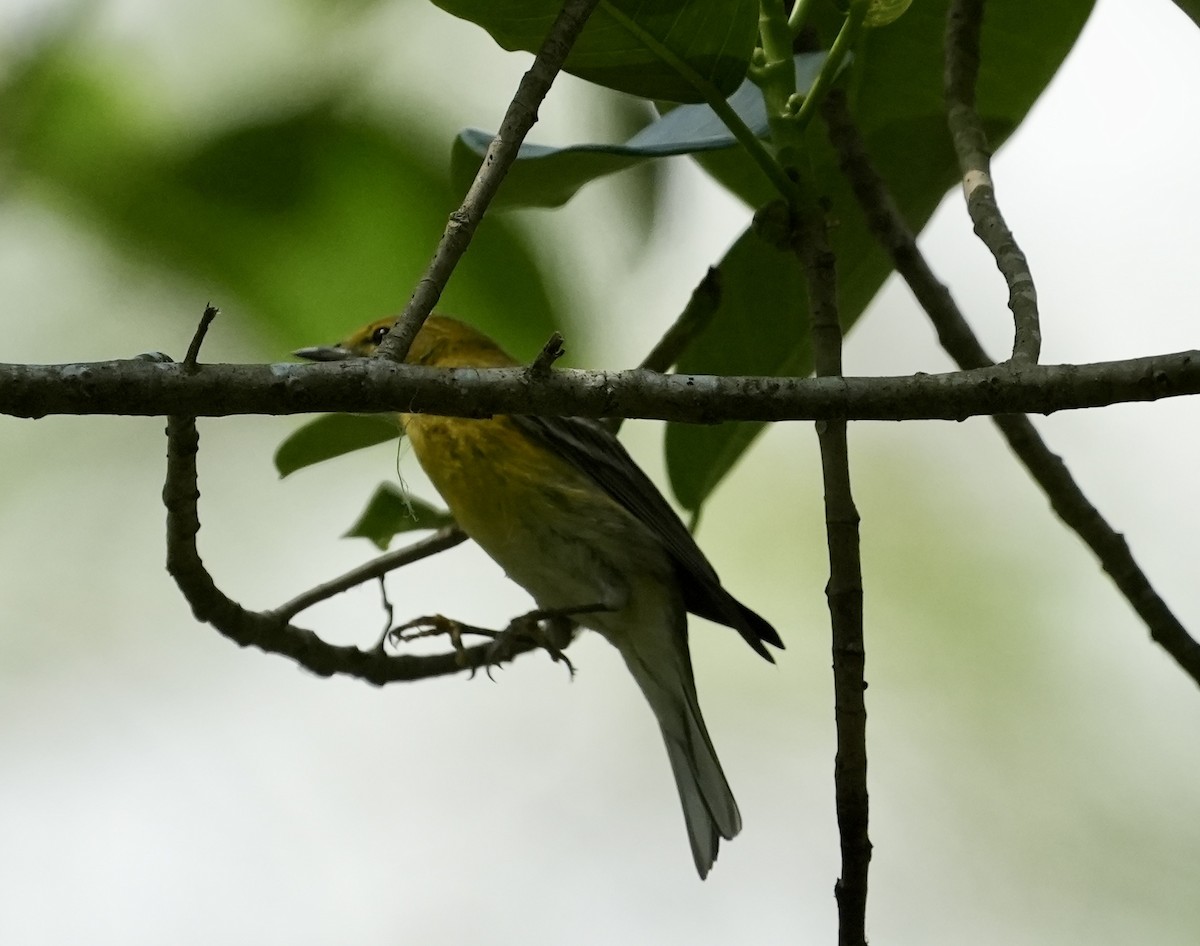 Pine Warbler - ML632775324