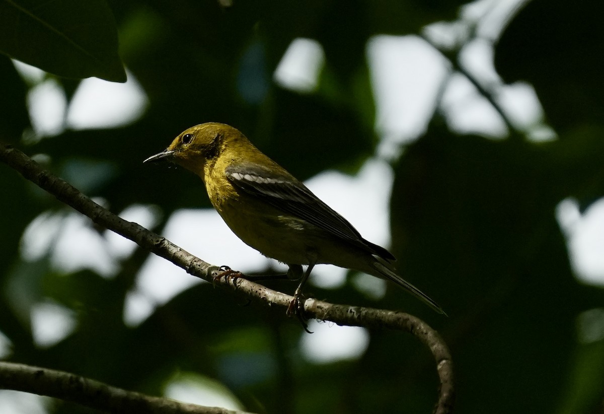 Pine Warbler - ML632775325