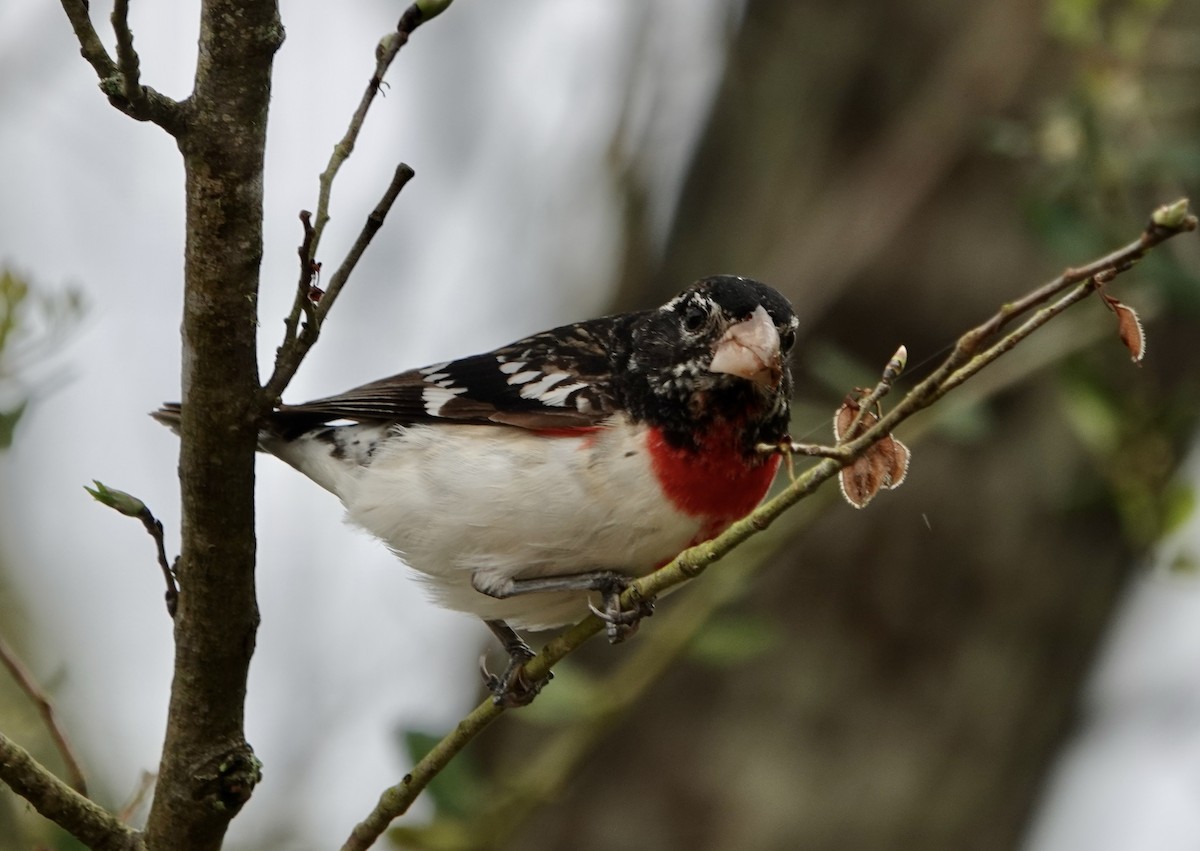Rose-breasted Grosbeak - ML632775387
