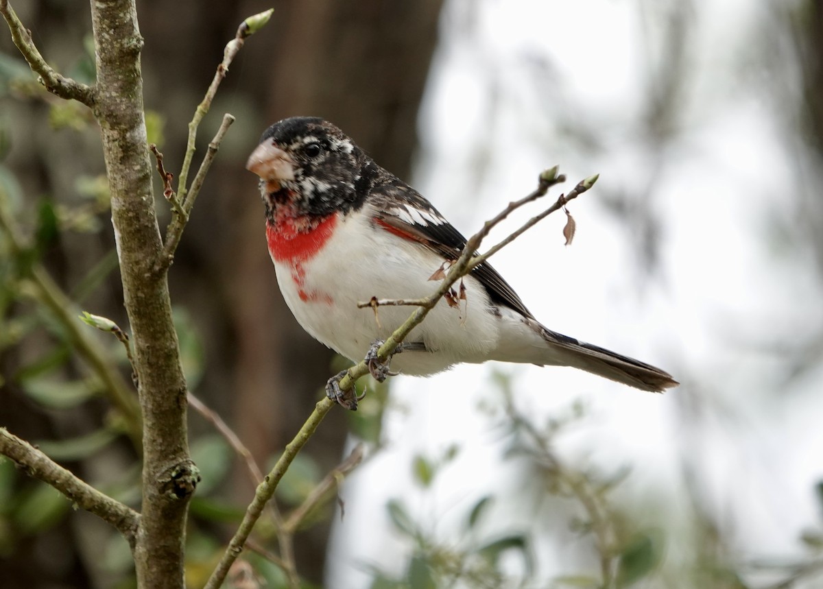 Rose-breasted Grosbeak - ML632775388
