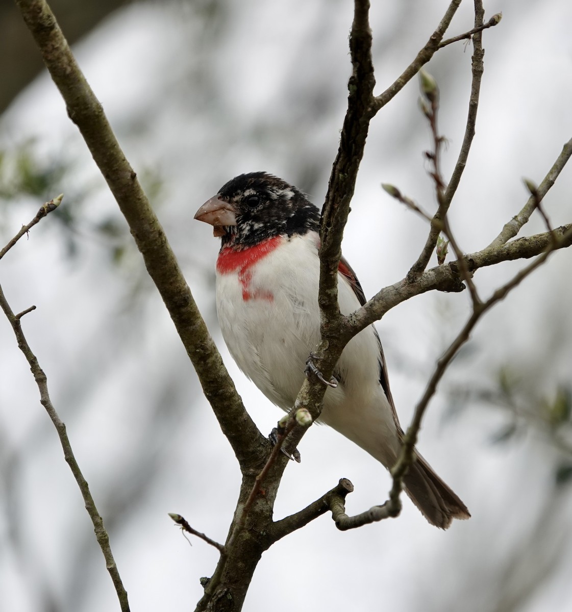 Rose-breasted Grosbeak - ML632775389