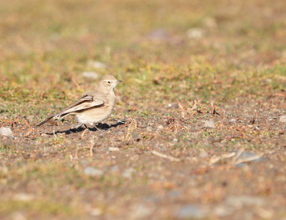 Short-billed Miner - ML632775497