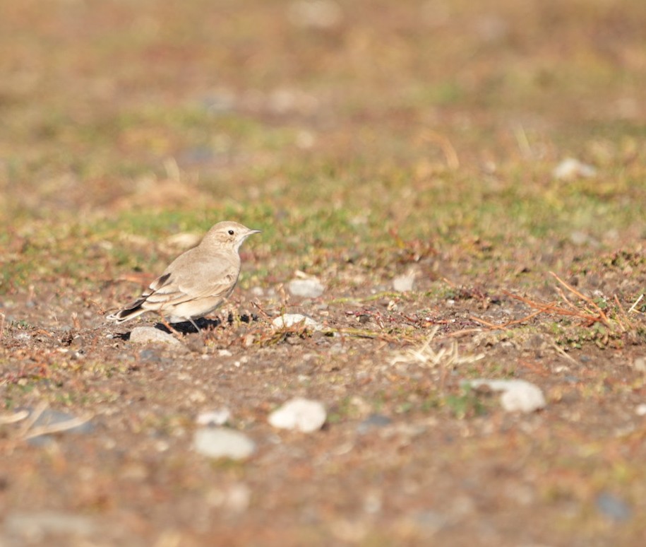Short-billed Miner - ML632775498