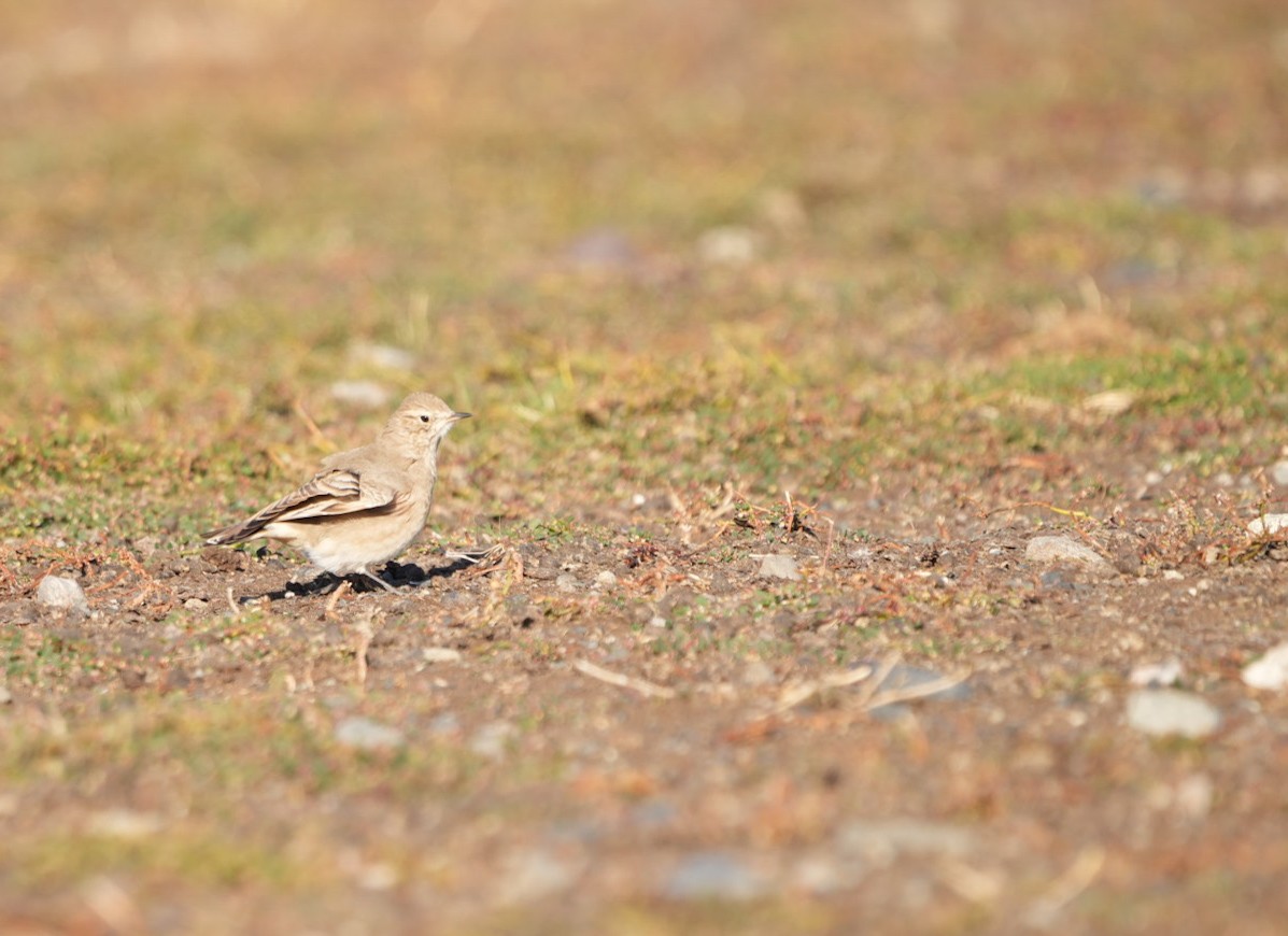 Short-billed Miner - ML632775499