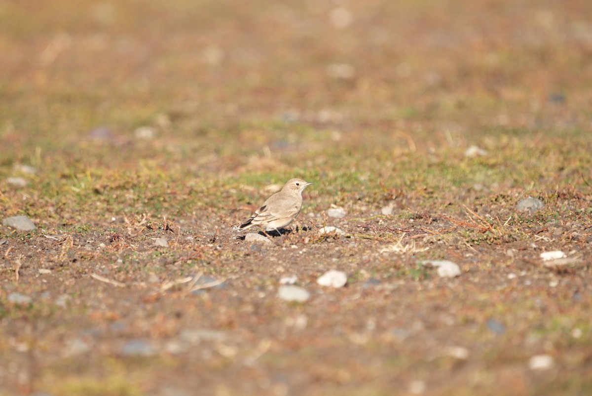 Short-billed Miner - ML632775500