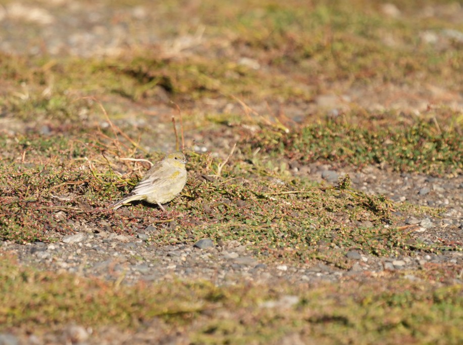 Patagonian Yellow-Finch - ML632775503