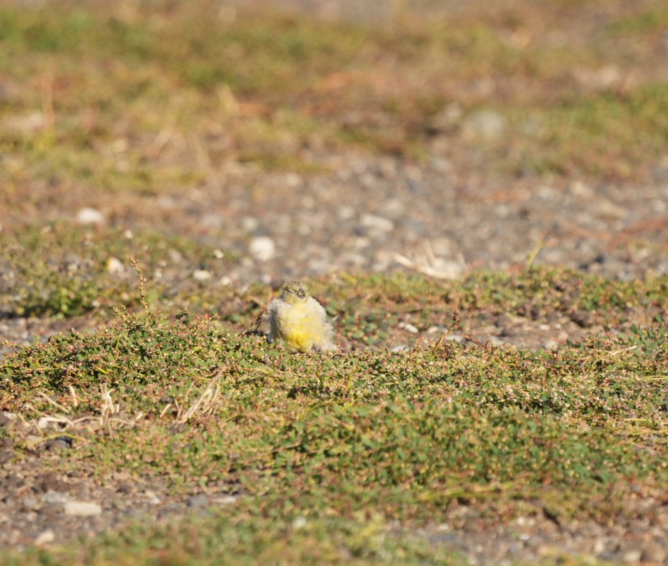 Patagonian Yellow-Finch - ML632775504