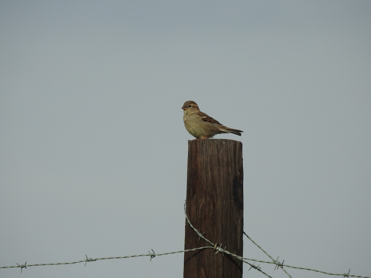 Passera oltremontana - ML632775705