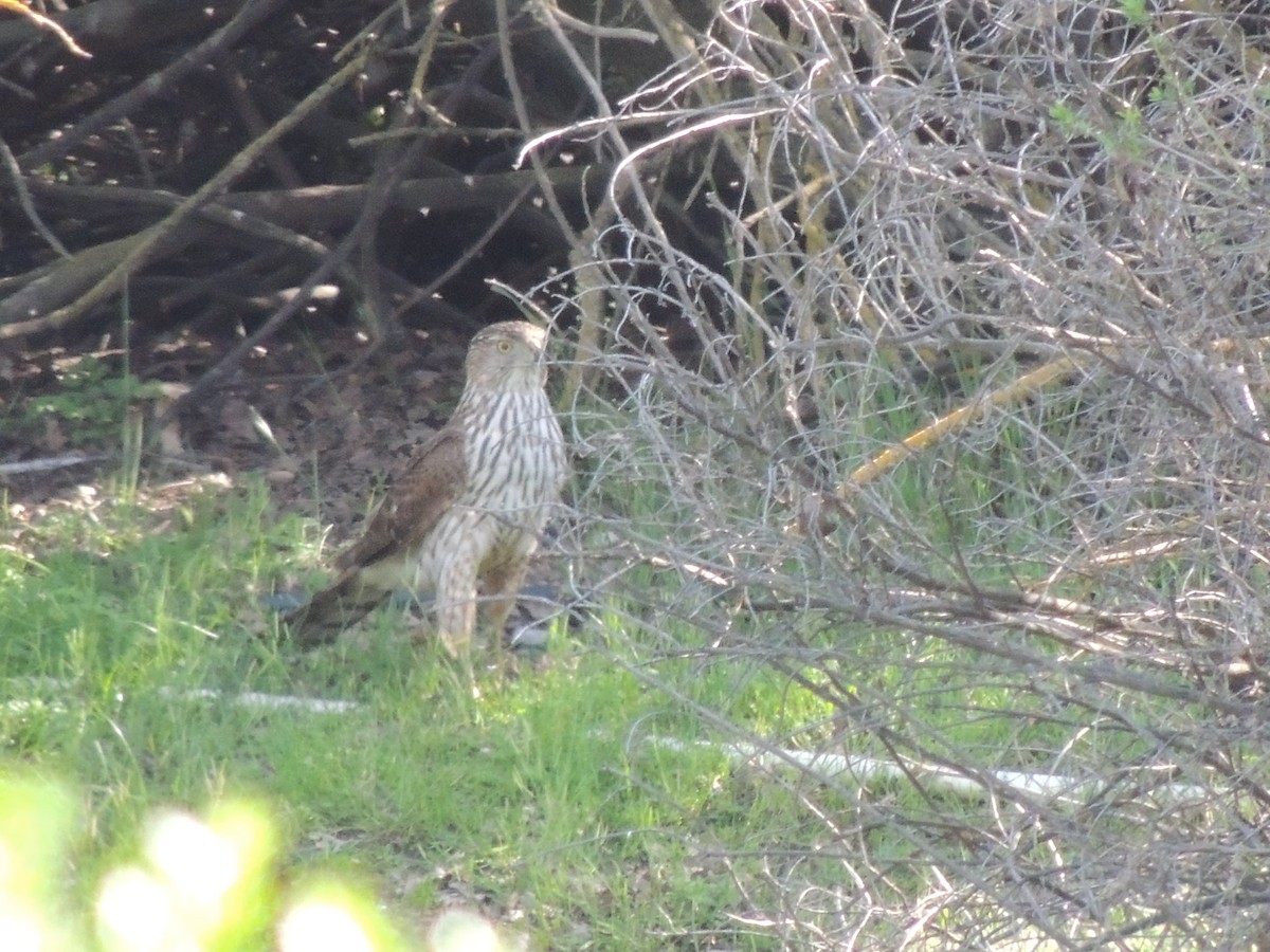 Cooper's Hawk - ML632775762