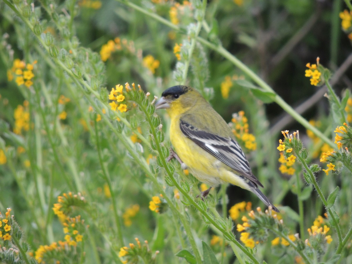 Lesser Goldfinch - ML632775768