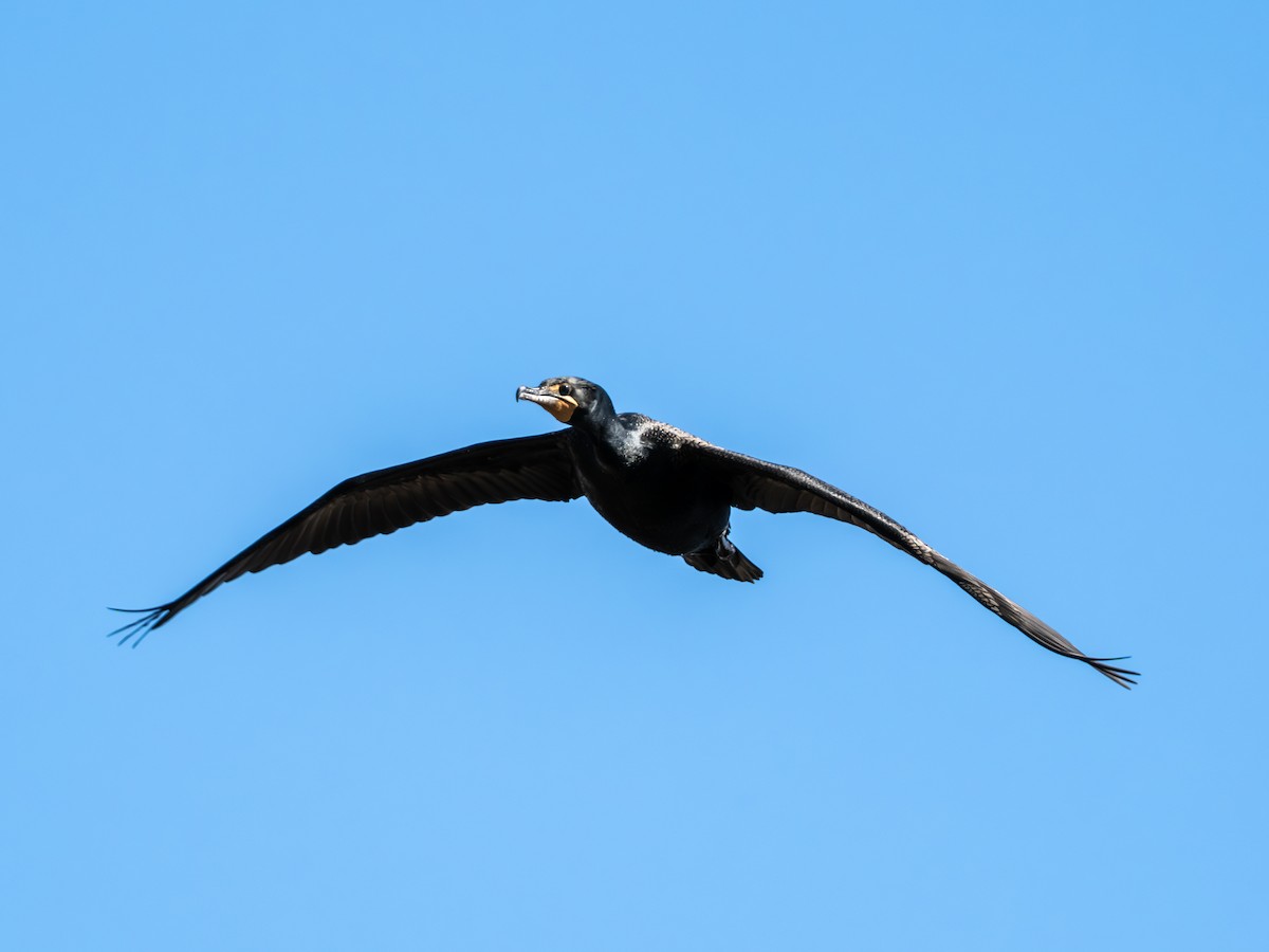 Double-crested Cormorant - ML632775869