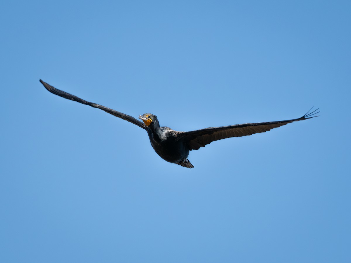 Double-crested Cormorant - ML632775870