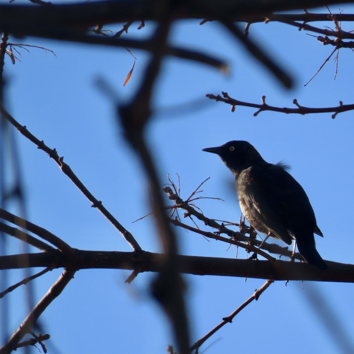 Rusty Blackbird - ML632775920