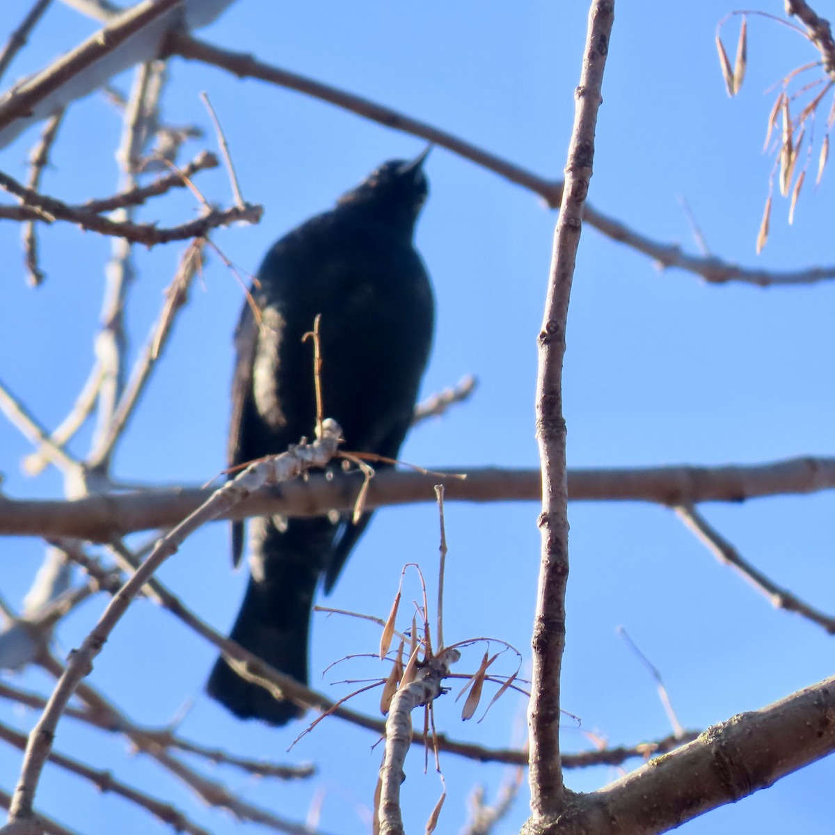 Rusty Blackbird - ML632775921