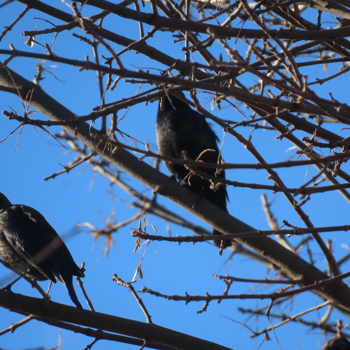 Rusty Blackbird - ML632775923