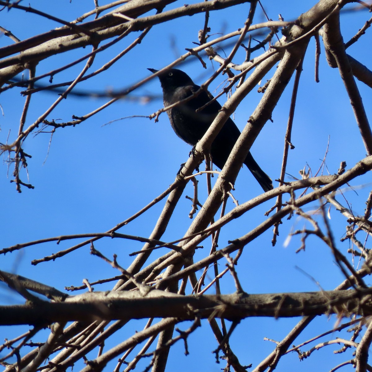 Rusty Blackbird - ML632775924