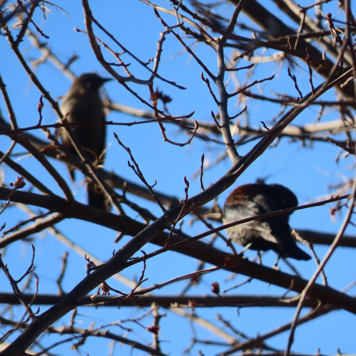 Rusty Blackbird - ML632775925