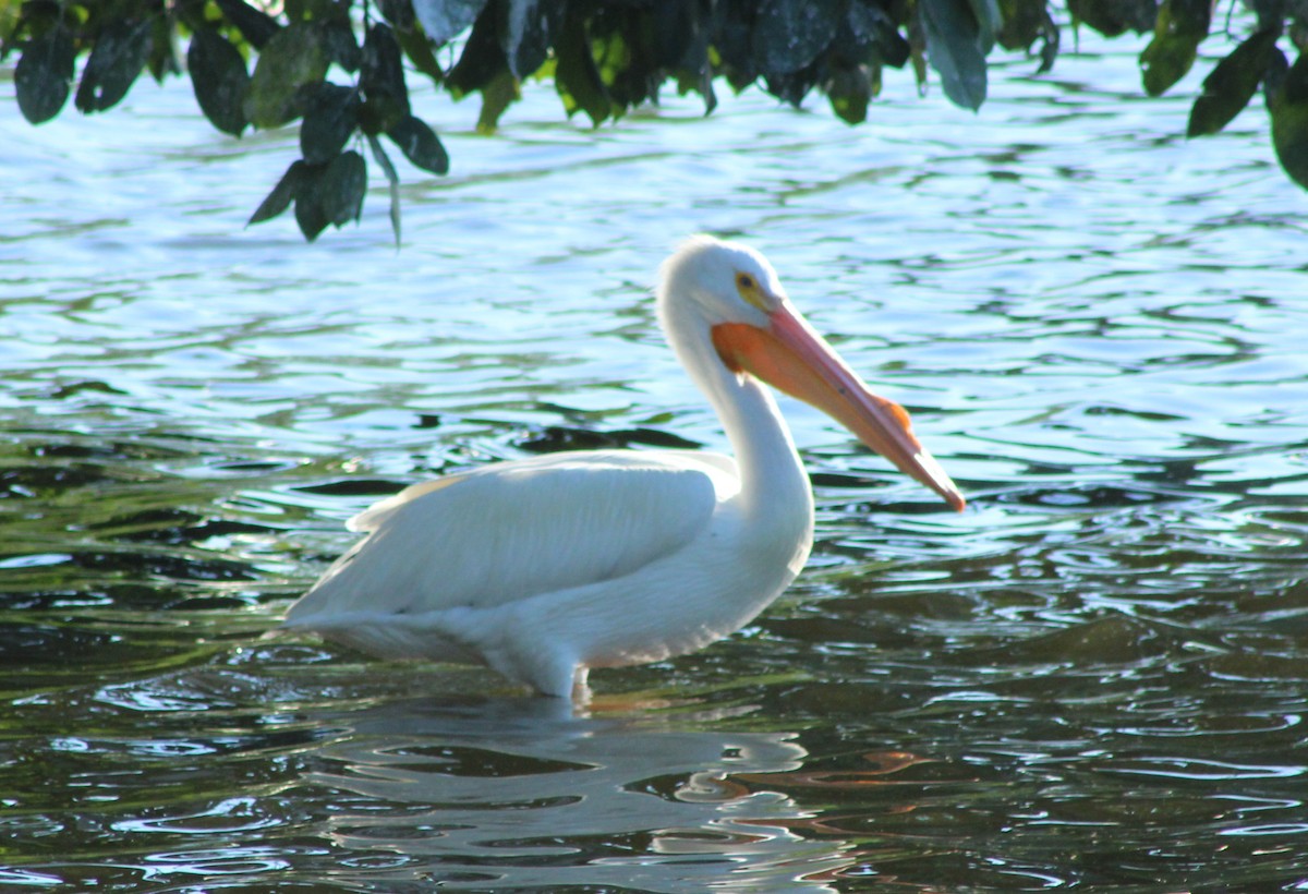 American White Pelican - ML632776032
